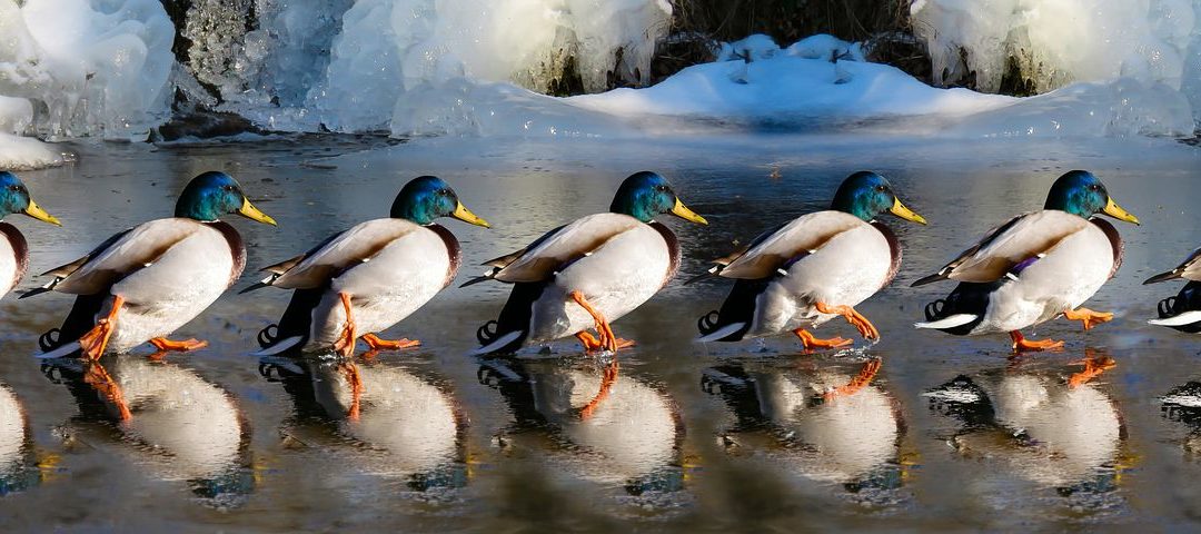 ducks lined up in a row